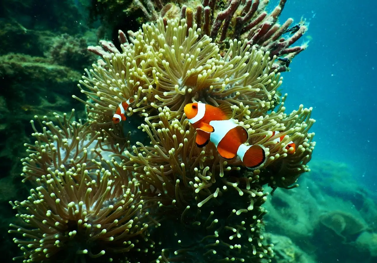 Underwater view of vibrant coral reef with tropical fish swimming around