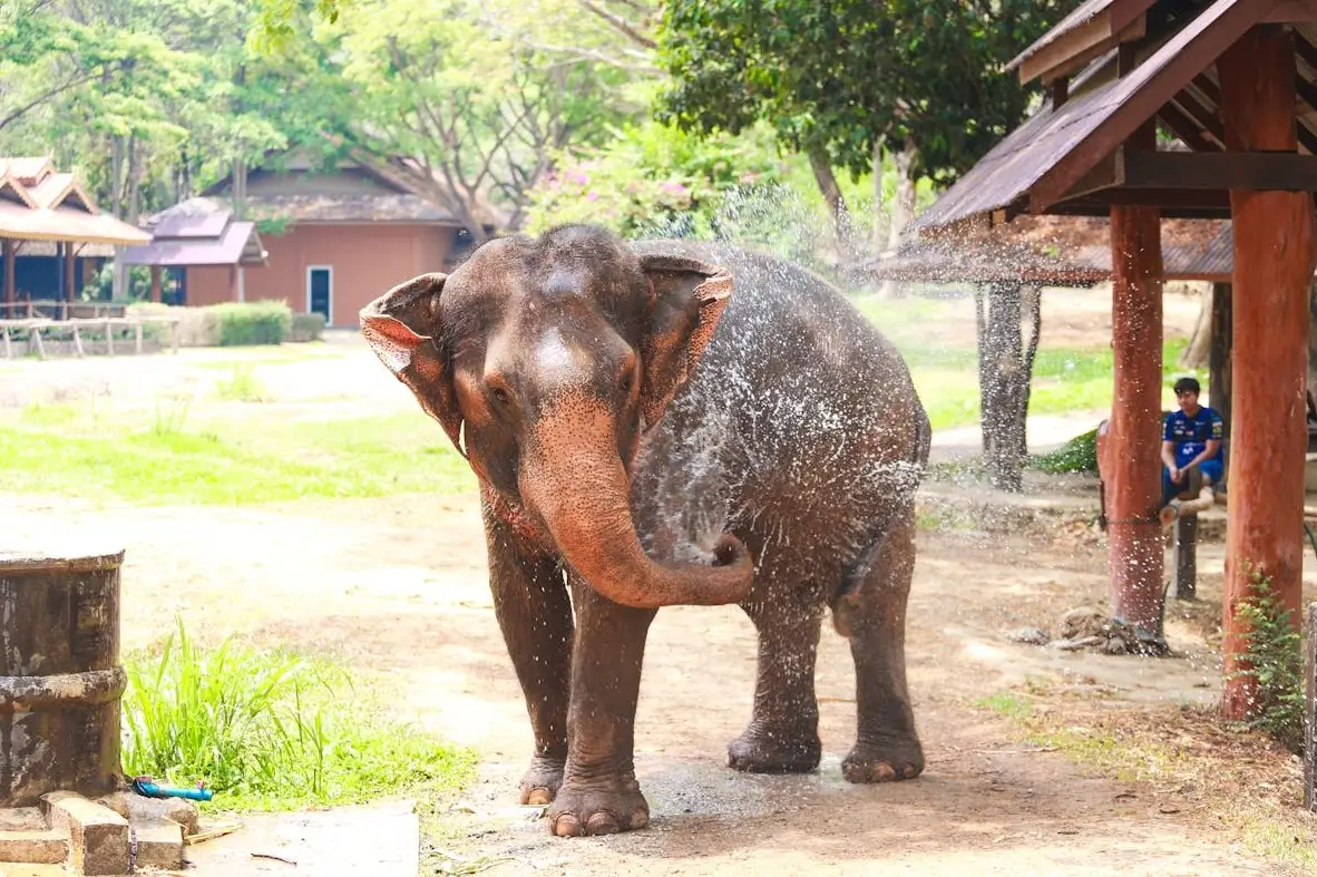 Rescued elephants bathing in river surrounded by lush forest with visitors observing respectfully
