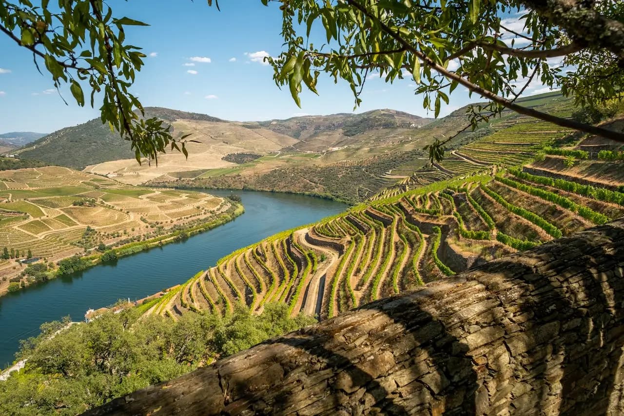 Terraced vineyards overlooking Douro River in Portugal