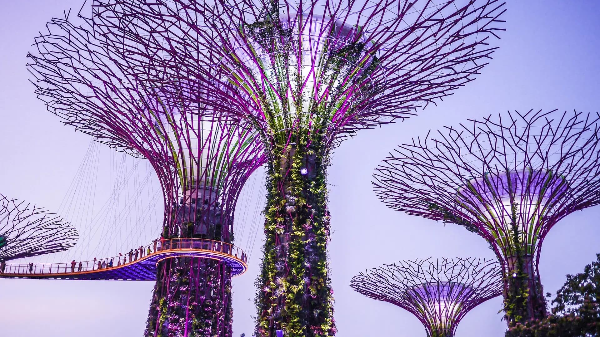 Supertree Grove illuminated at night in Gardens by the Bay