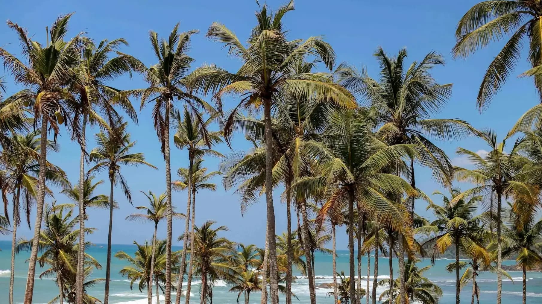 Mirissa Beach shoreline with turquoise water and palm-fringed sand