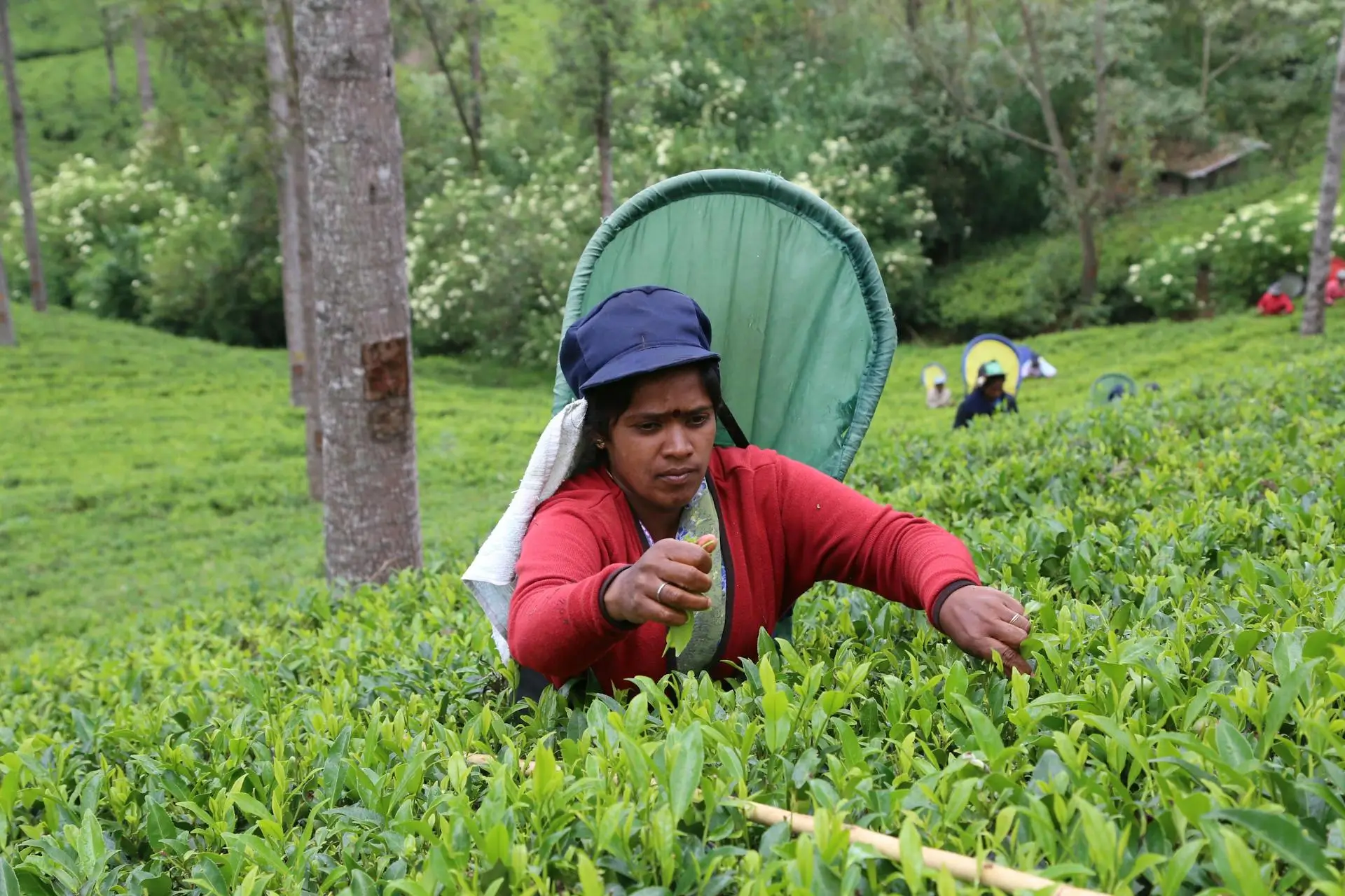 Rolling tea plantations in Sri Lanka highlands with morning mist