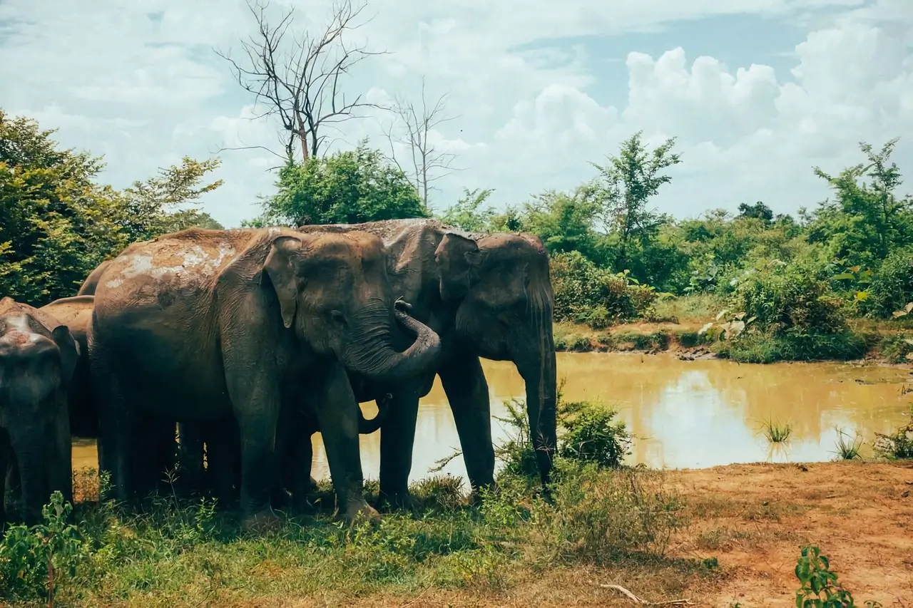 Herd of elephants near water in Udawalawe National Park