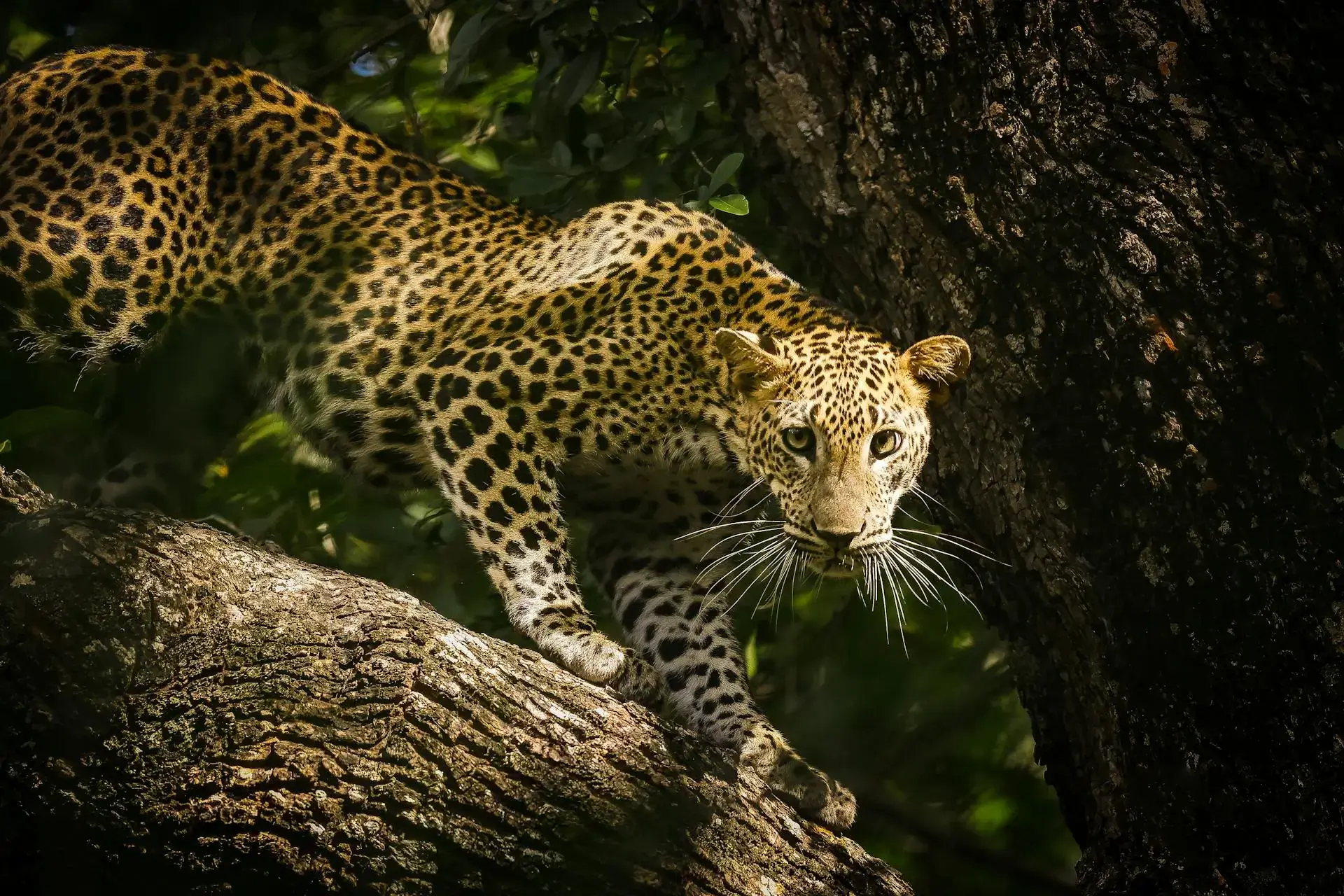 Leopard resting on a rock in Yala National Park