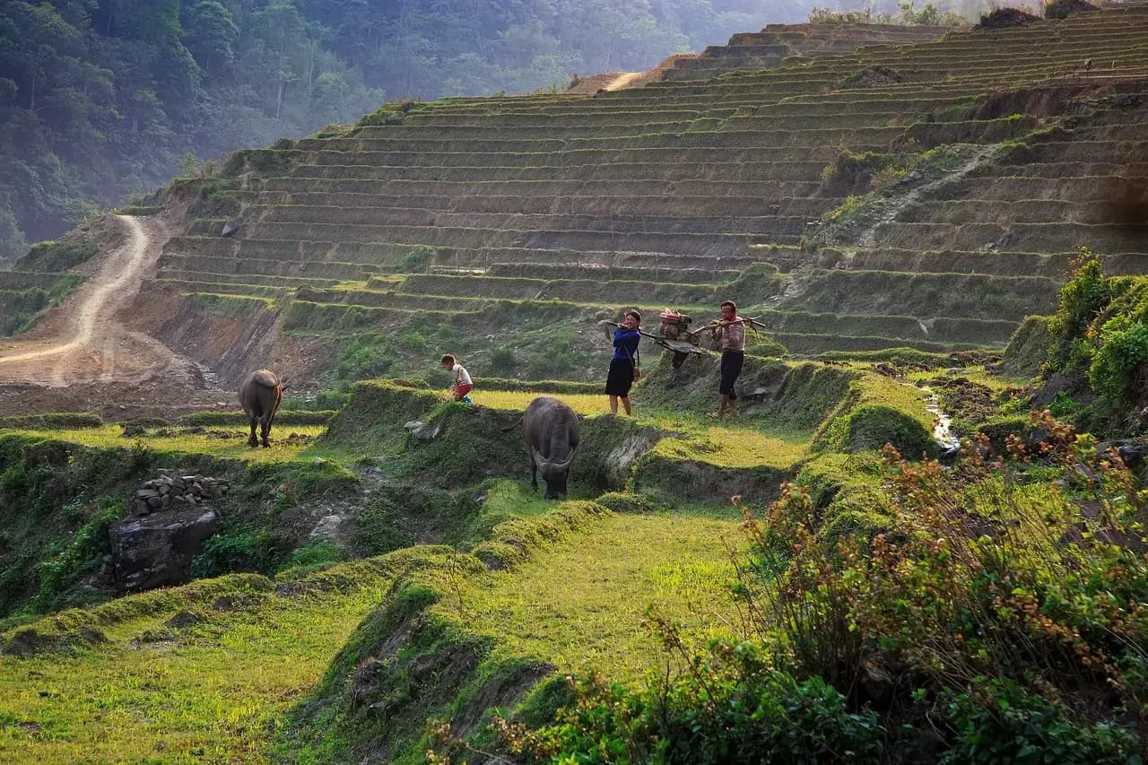 Green rice terraces in Sapa mountains